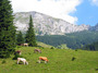 bran countryside1.jpg
